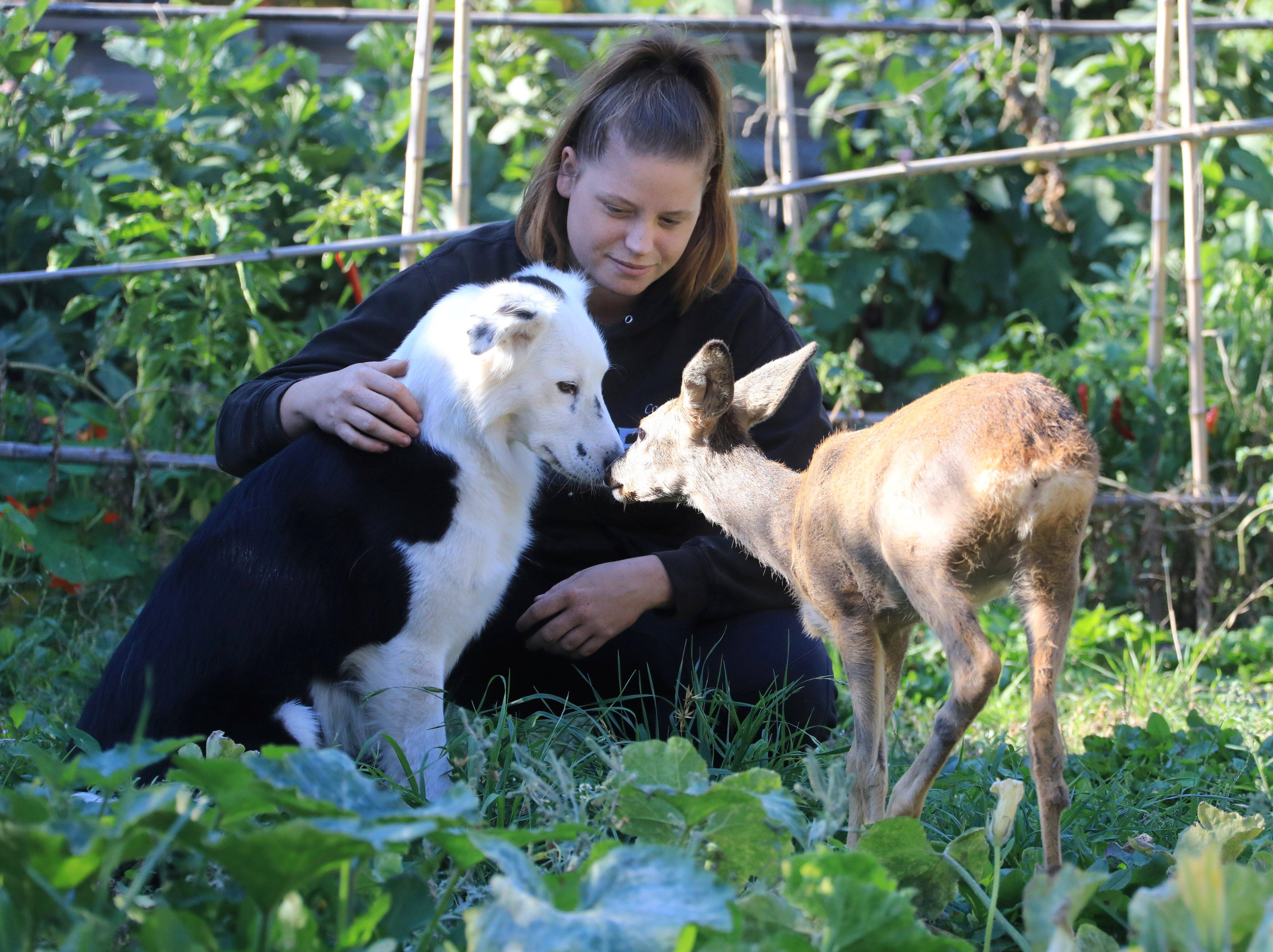 Après la vidéo polémique, on est allé prendre des nouvelles de Nicea, la chevrette sauvée d'une mort certaine à Nice