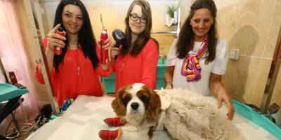 Un service de spa pour chiens sur la Côte d'Azur: le toilettage de luxe comme ultime bien-être animal?