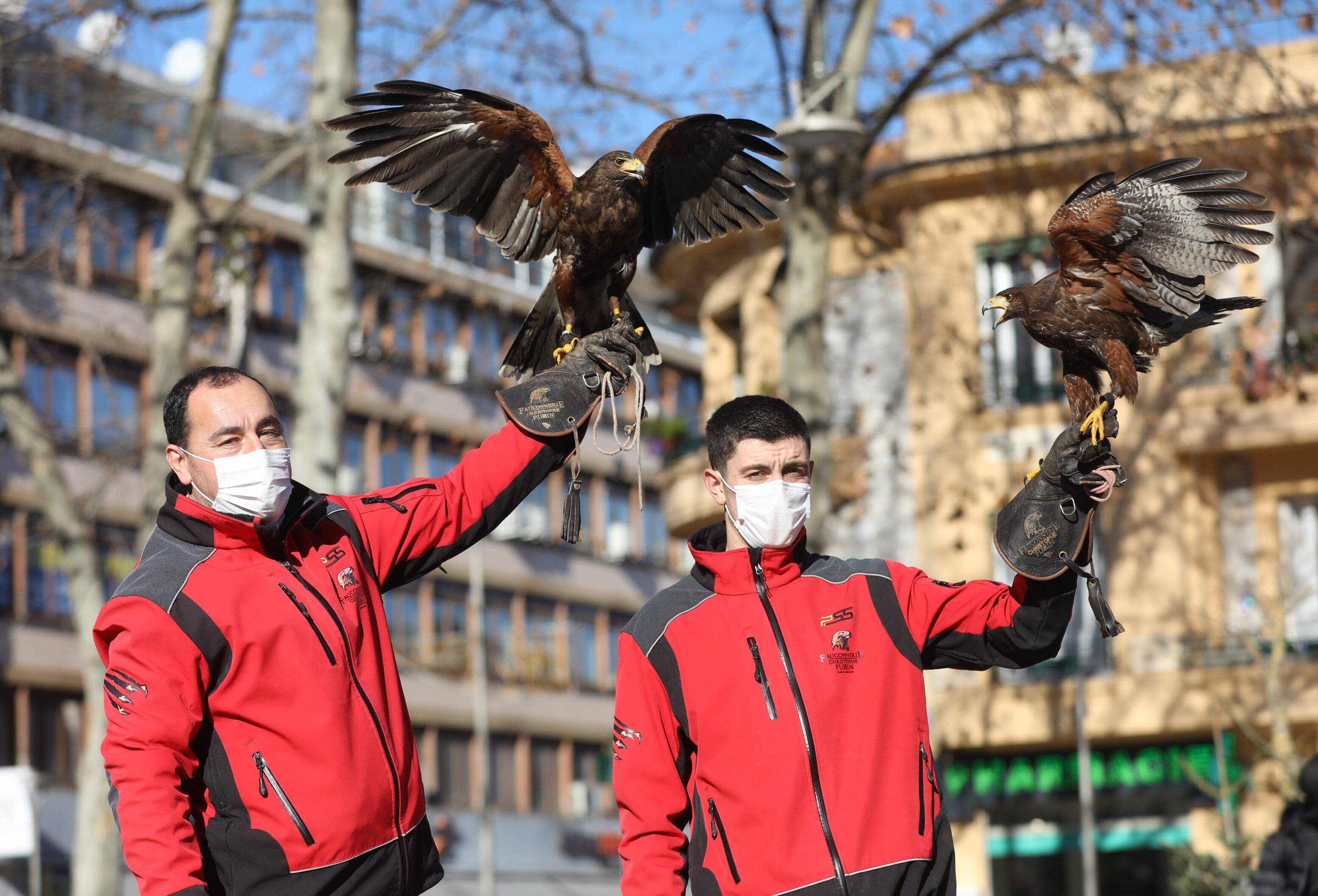 Vous avez vu des buses sur la place De-Gaulle à Cagnes? On vous explique pourquoi