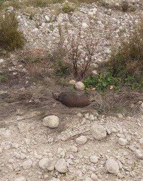 "On l'a empêché de tirer": témoin de la battue à Saint-André-de-la-Roche, il raconte la scène qui aurait pu "tourner au drame"