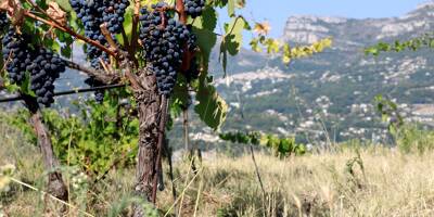 L'AOC fête ses 80 ans, on vous raconte la (longue) histoire des vignes de Bellet
