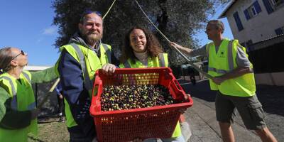 Des kilos d'olives pour fabriquer de l'huile: à Villeneuve-Loubet, la récolte se fait en famille