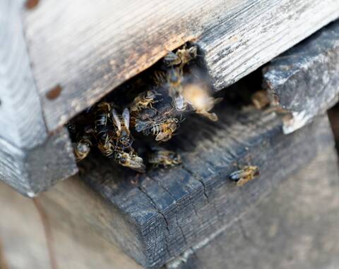 La Nouvelle Éco : la plus grande famille d'apiculteurs de Côte-d