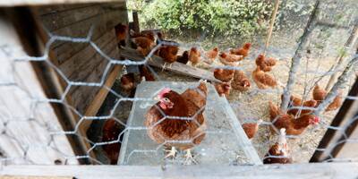Ces Varois veulent sauver l'élevage de volailles en plein air menacé par les nouvelles règles sur la grippe aviaire