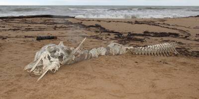 Une étrange carcasse de deux mètres de long découverte sur une plage à Fréjus