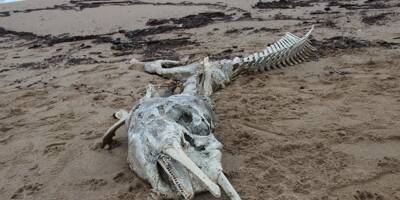 On en sait plus sur l'étrange carcasse de deux mètres de long découvert sur la plage à Fréjus