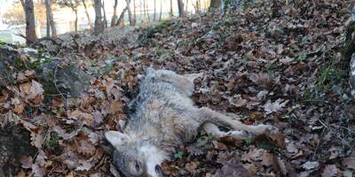 Un loup, probablement percuté par un véhicule, retrouvé mort en bord de route à Brignoles