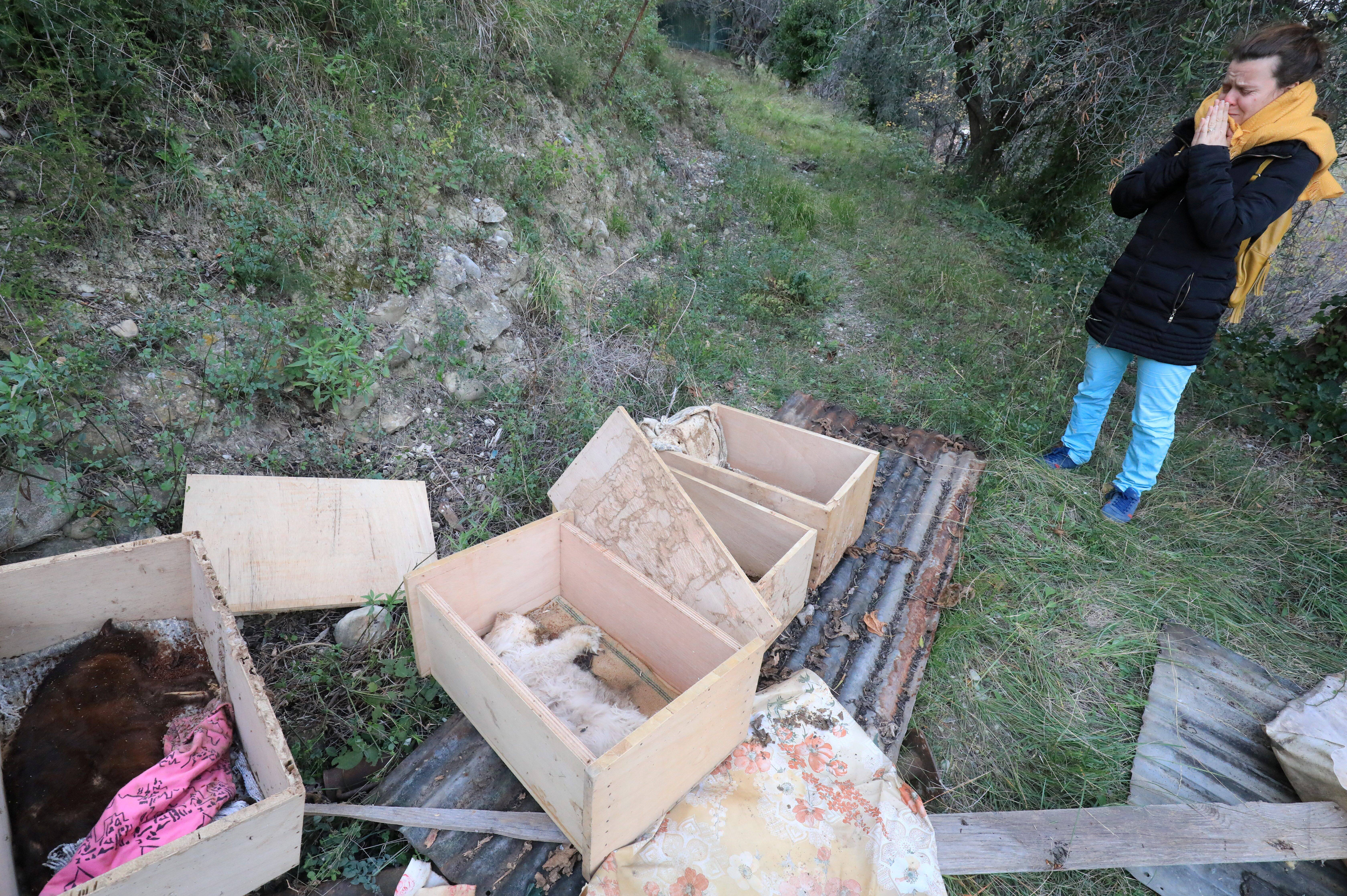 "Ça va coûter très cher", une cagnotte lancée après la découverte d'une centaine de chats morts dans une maison à Nice