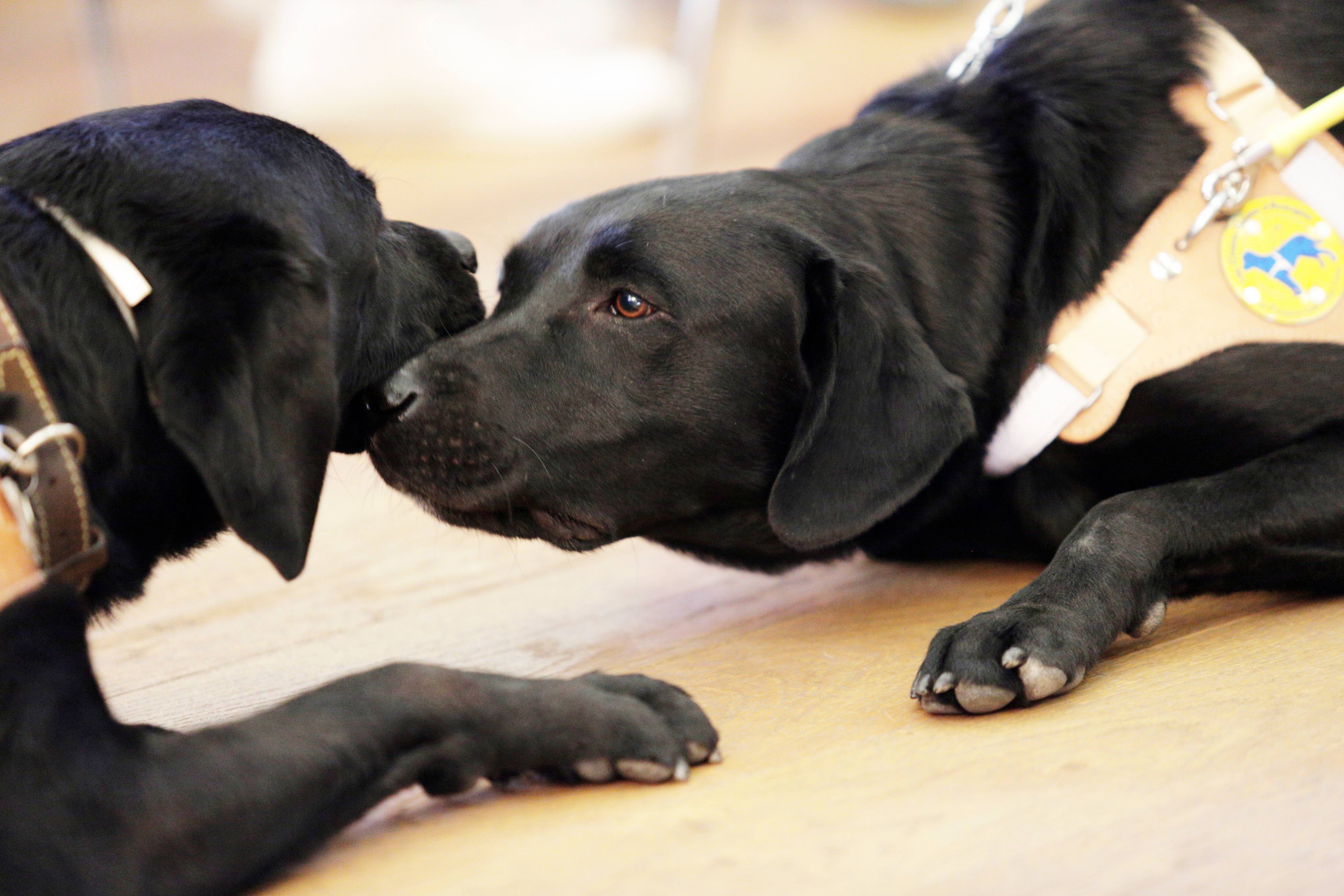 Découvrez le Top 5 des prénoms donnés aux chiens en 2021 à Nice