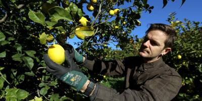 IGP, maturation, conservation, utilisations ... Tout ce que vous devez savoir sur la cueillette des citrons de Menton !