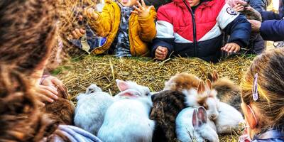 Lapins, poules, vaches... L'amour est dans la pinède de Juan-les-Pins avec la petite ferme