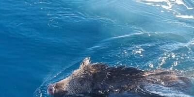 Un sanglier surpris en pleine baignade hivernale dans le golfe de Saint-Tropez