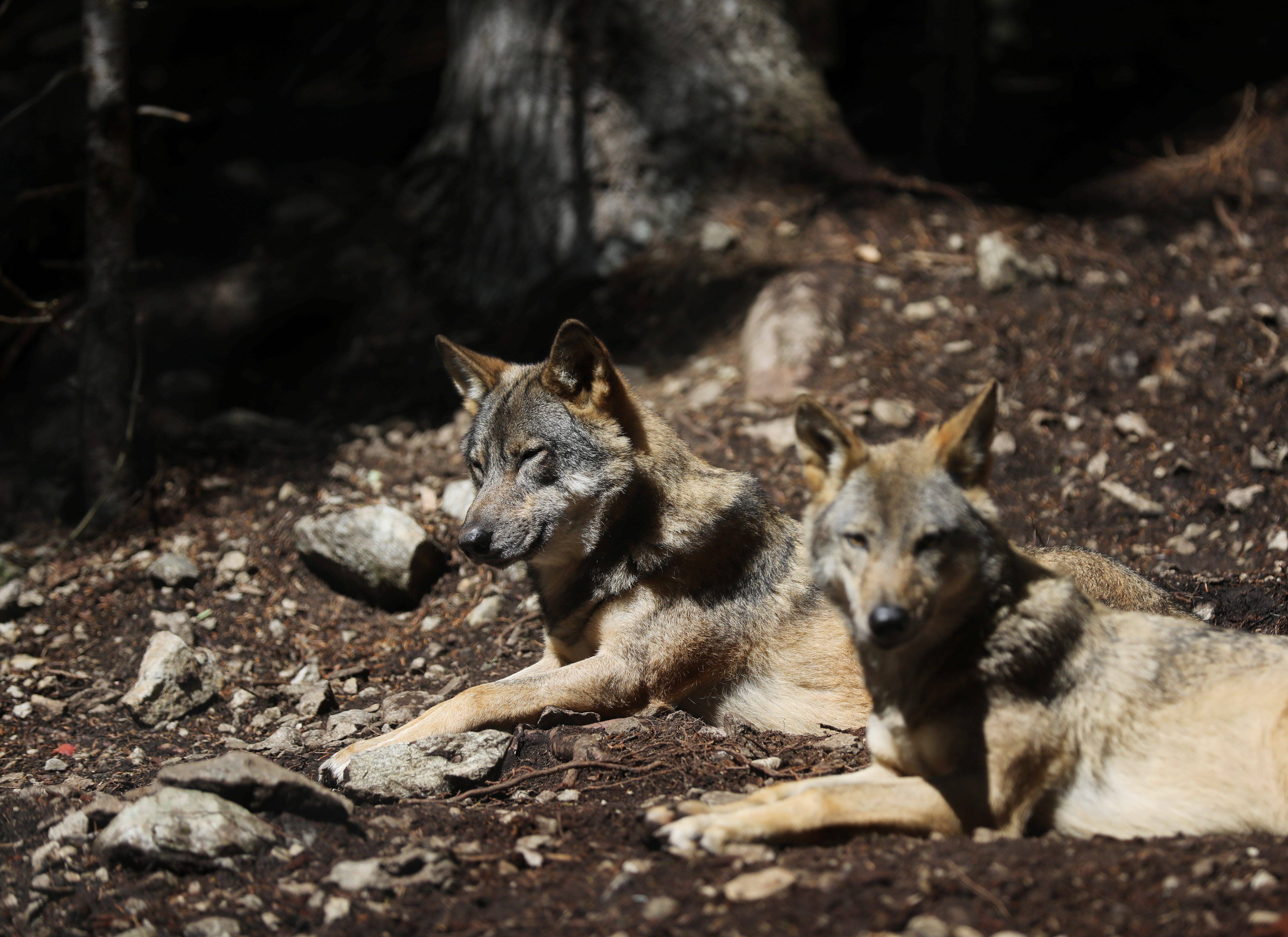 Ces dix histoires d'animaux qui vous ont ému, fait rire ou révolté en 2021