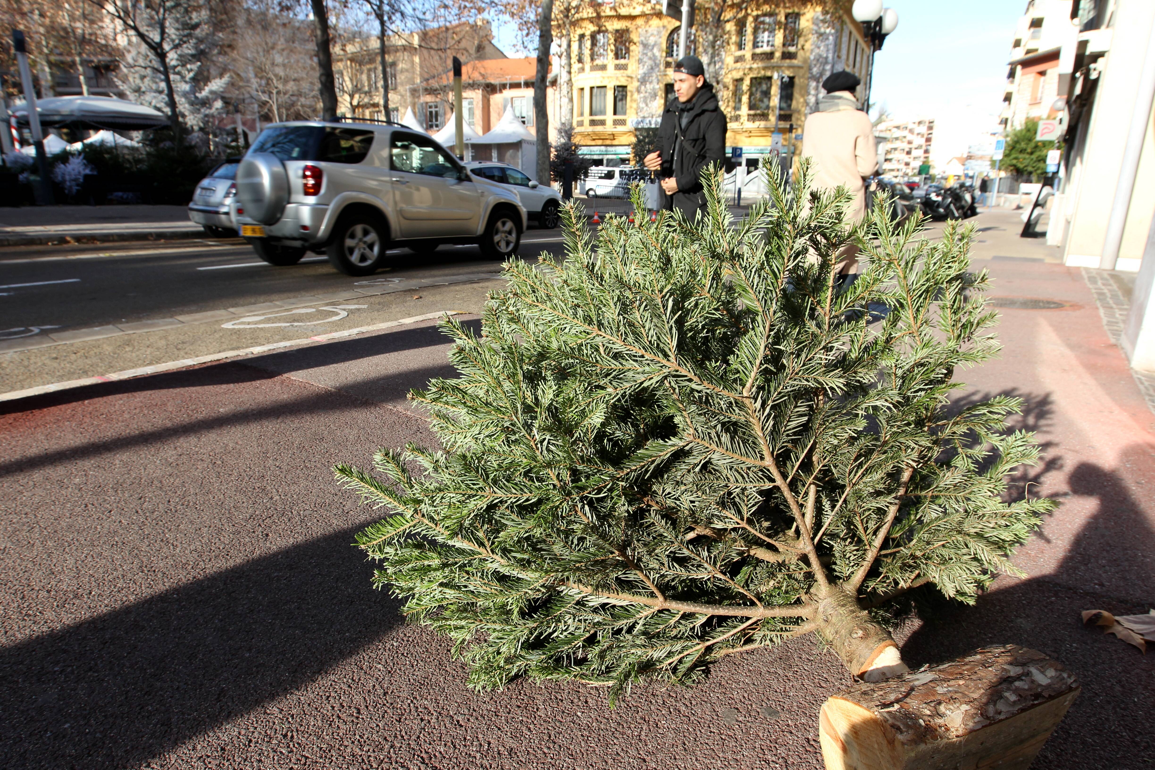 Noël est fini, il perd ses aiguilles... que faire de son sapin après les fêtes dans la Métropole de Nice?