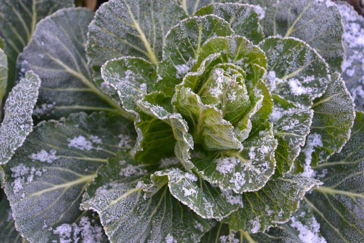 Gel : 10 erreurs d'hivernage qui détruisent les plantes, même