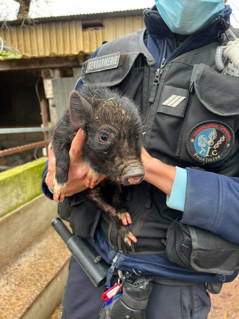 Des animaux en dangers sauvés d'une ferme de lhorreur à Villeneuve-Loubet