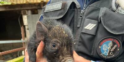 Des animaux en dangers sauvés d'une ferme de lhorreur à Villeneuve-Loubet