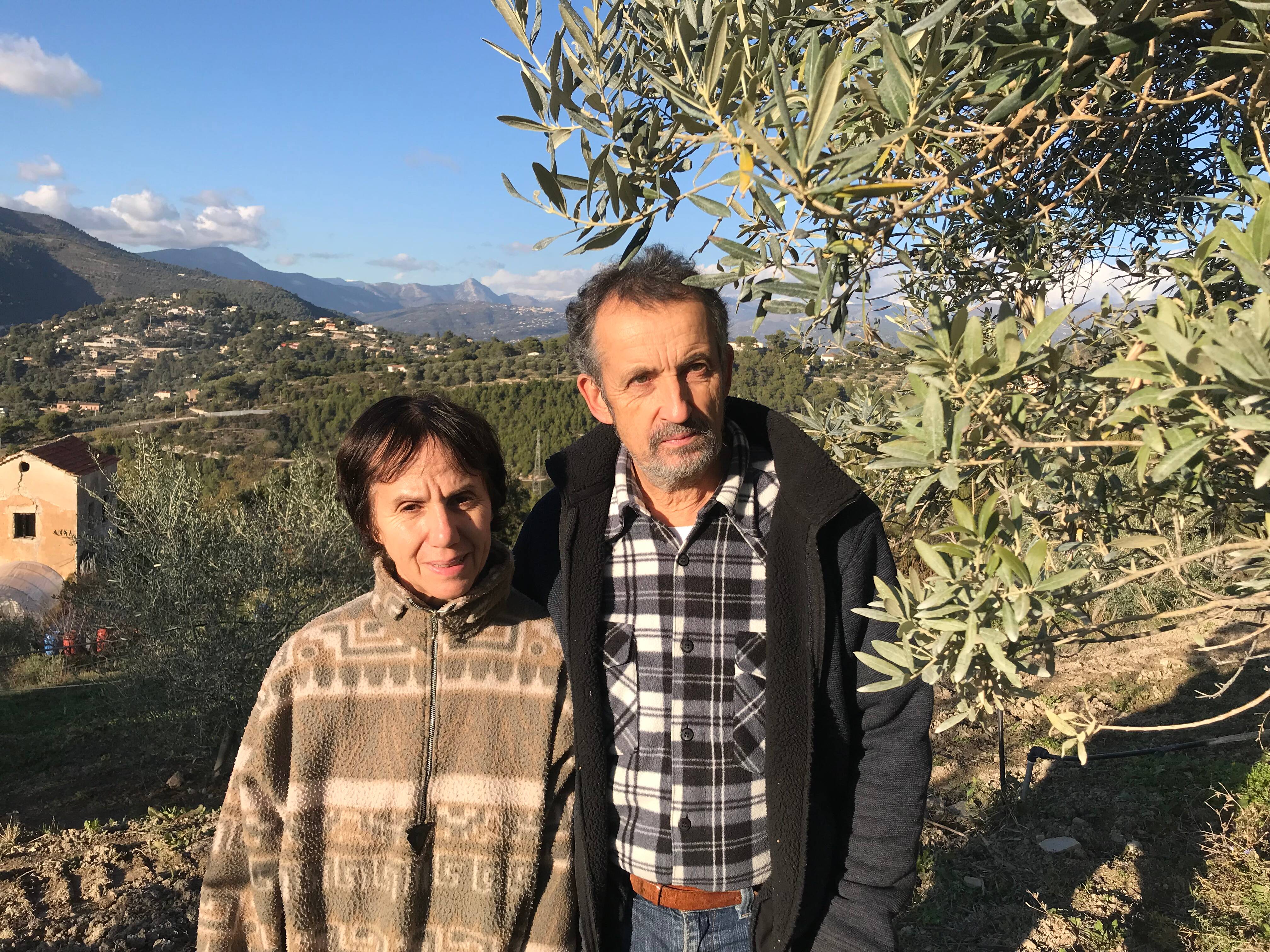 "Les jeunes ne se sentent pas armés, ça fait peur!" Ces célèbres oléiculteurs de La Trinité ne trouvent pas de repreneurs