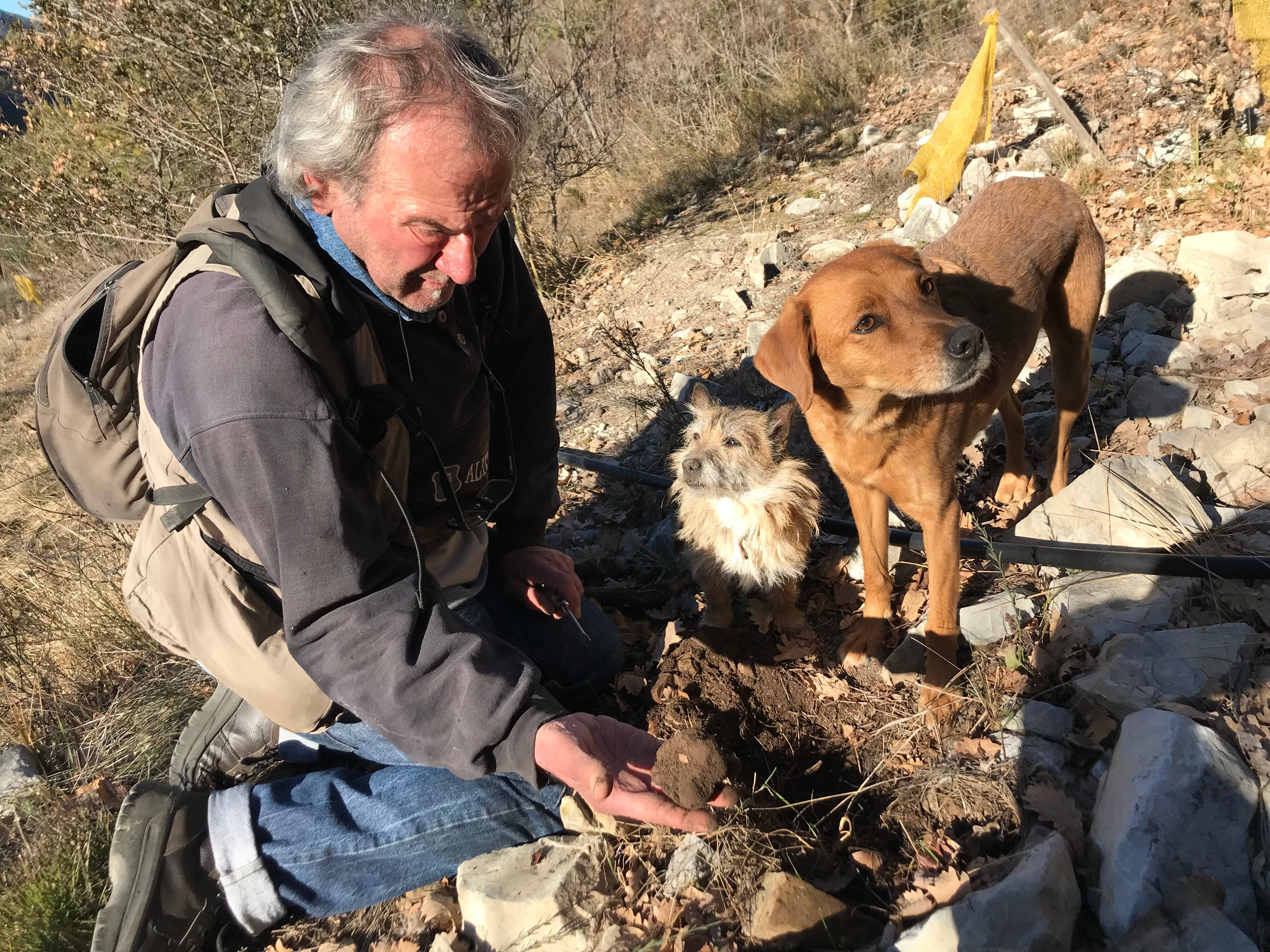 "Sans chien, on ne trouverait plus de truffe": dans les coulisses de la récolte du diamant noir à Puget-Théniers