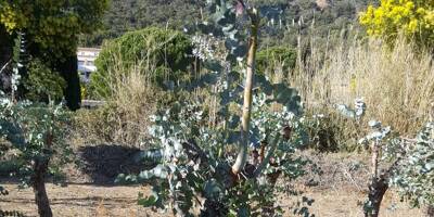 Au Rayol-Canadel, vols de plants d'eucalyptus et dégradations dans une exploitation agricole