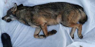 Est-ce un loup qui a été percuté à Puget-sur-Argens? Une autopsie est prévue