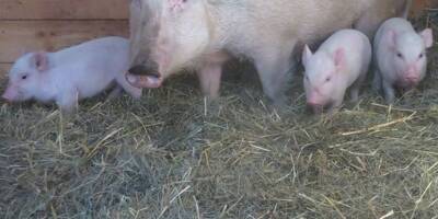 Un couple découvre une famille de cochons nains dans son jardin à Grasse