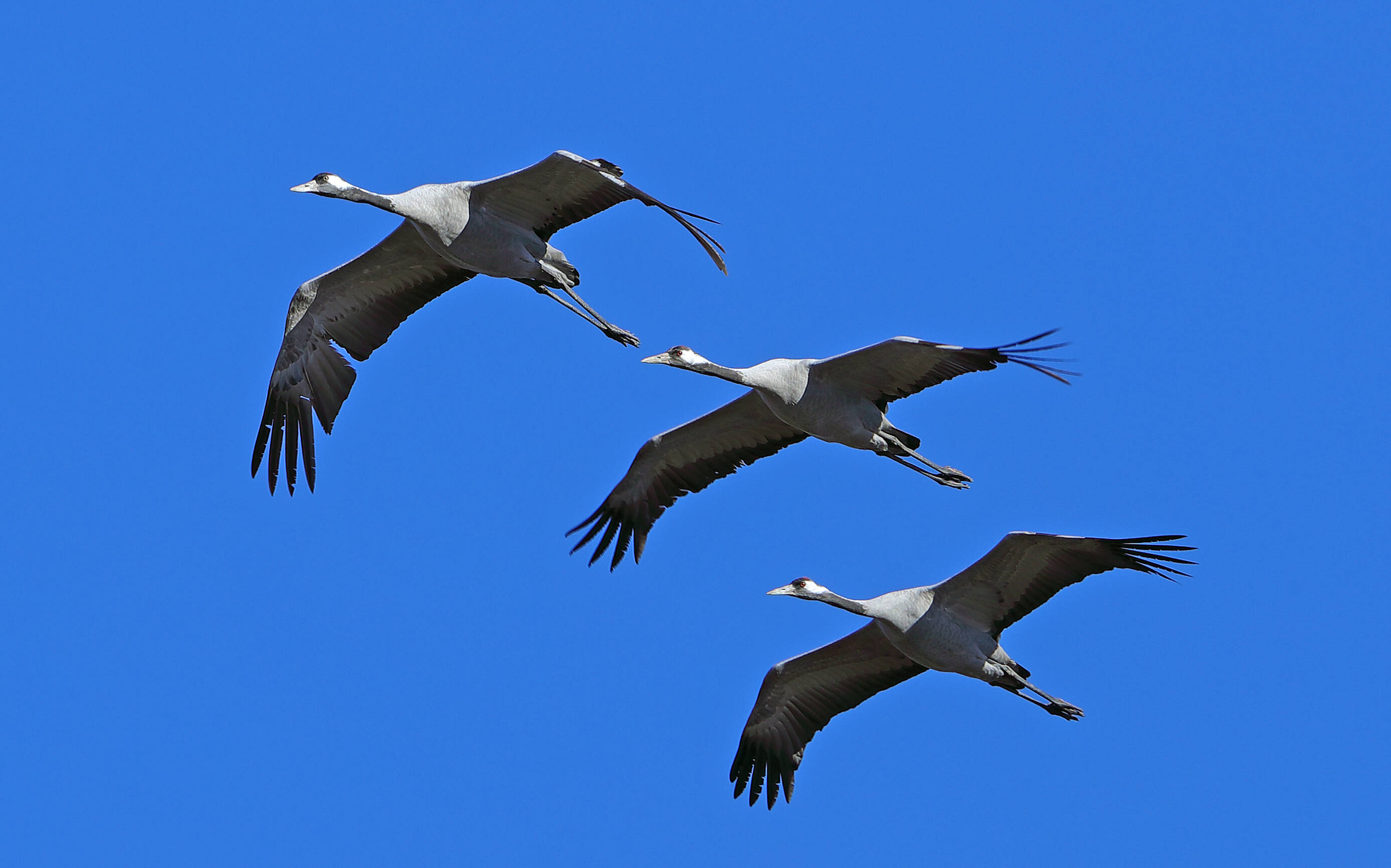Elles sont nombreuses et font beaucoup de bruit: pourquoi les grues migrent-elles désormais par le ciel de la Côte d'Azur