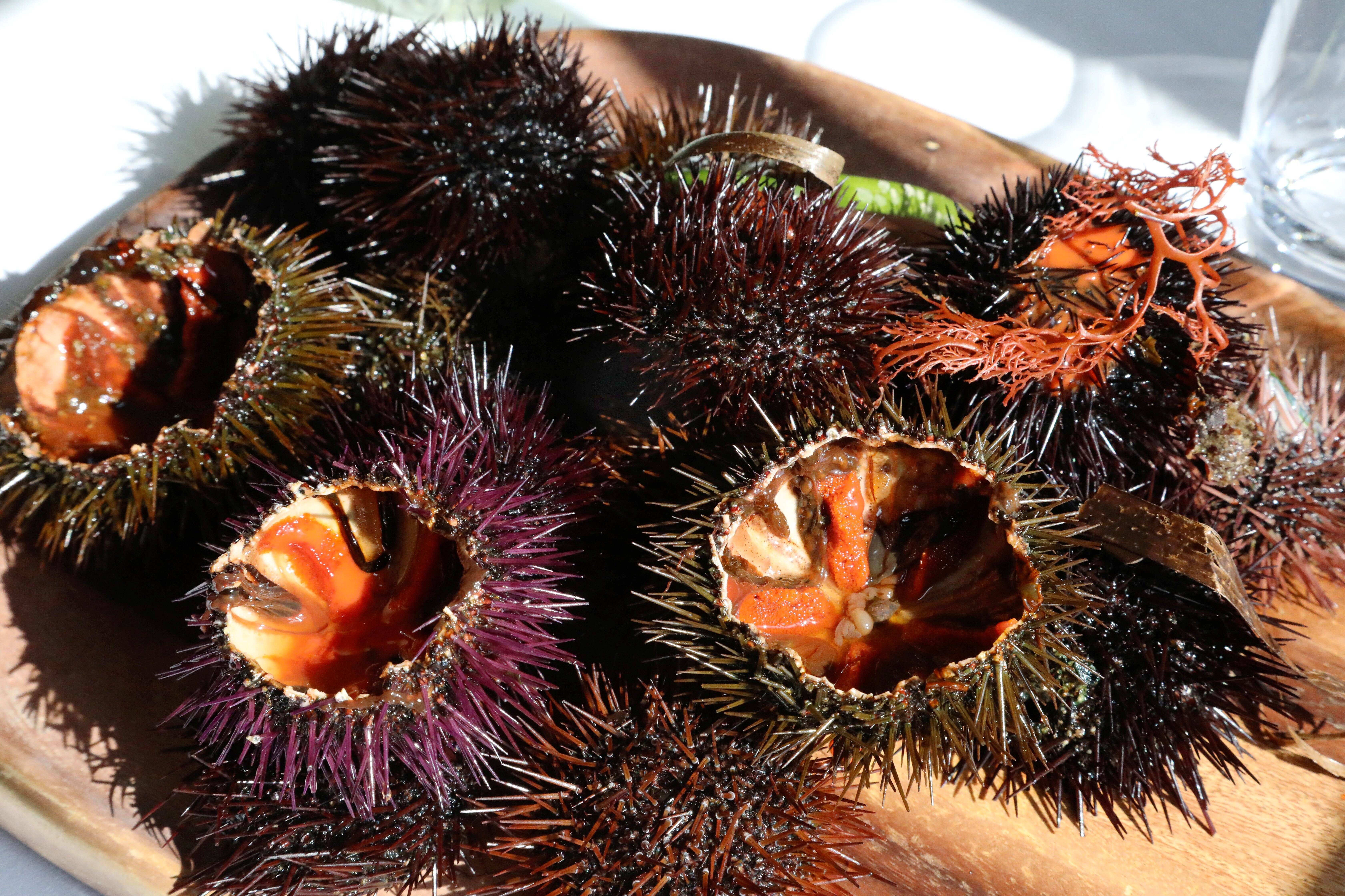 C'est la saison: ce qu'il faut savoir sur l'oursin, un mets de plus en plus rare