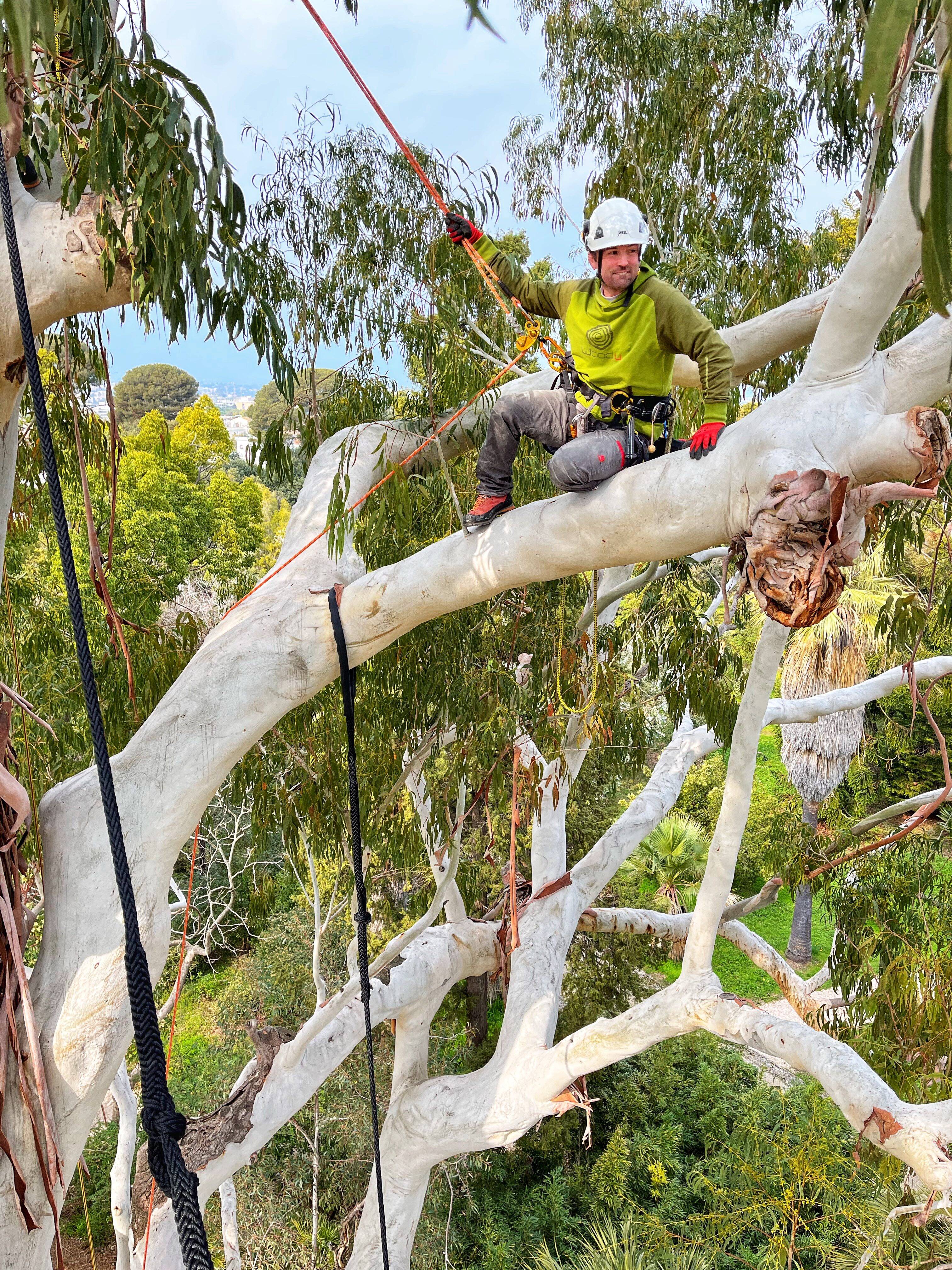On vous explique que font ces grimpeurs perchés à 25m de haut dans les arbres du parc de la villa Thuret du Cap d'Antibes
