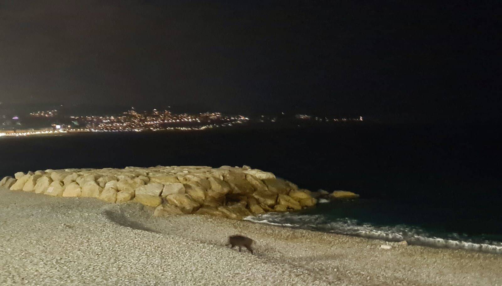Elle filme un sanglier en balade sur une plage de Nice et assure qu'il est "arrivé à la nage"
