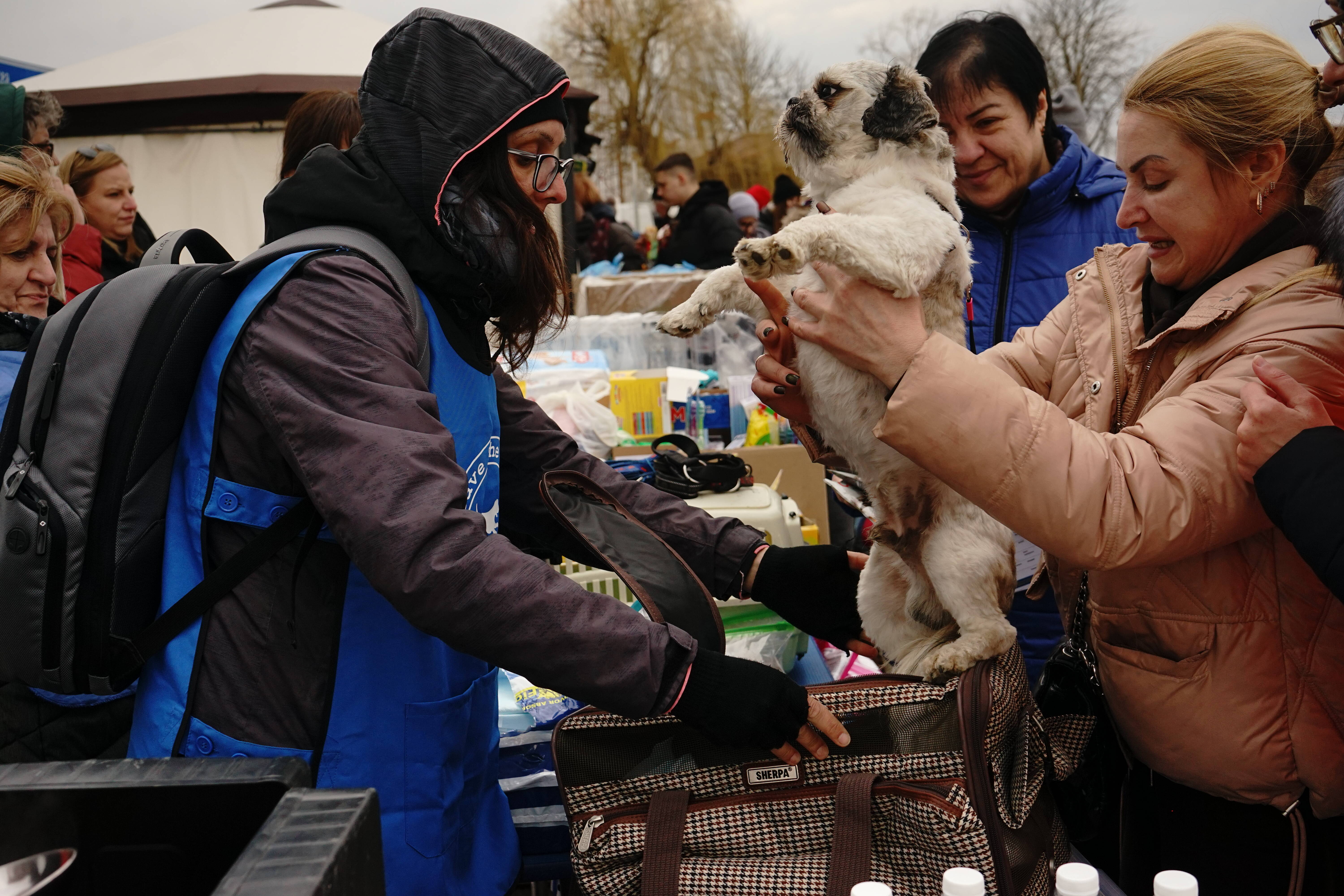 Guerre en Ukraine: à la frontière, les animaux de compagnie sont aussi pris en charge