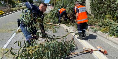 Une branche d'arbre chute et obstrue la chaussée à Cannes
