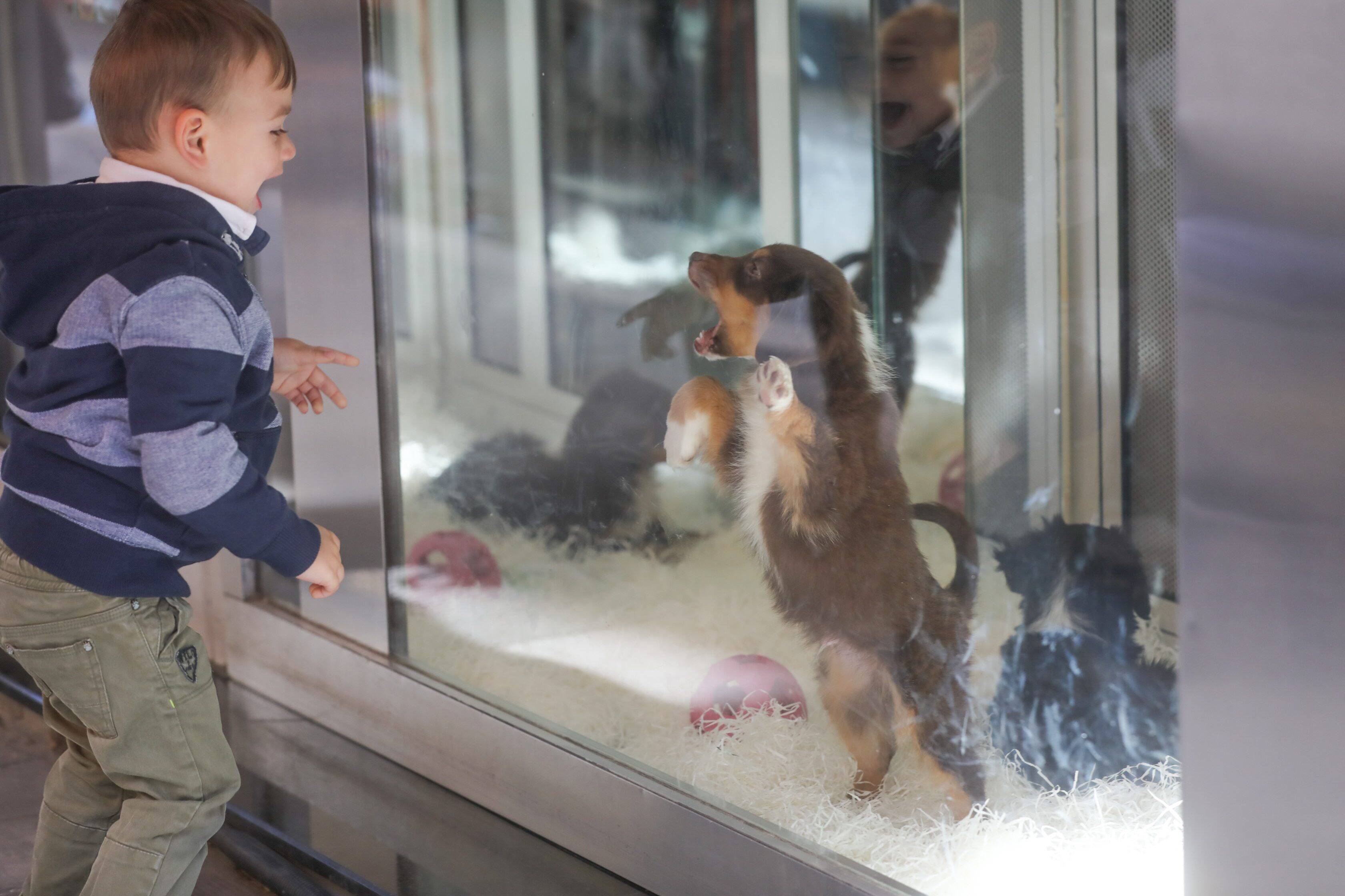 "Il n'y a pas de maltraitance chez nous": ciblée par une association de protection des bêtes, la propriétaire d'une animalerie de Nice se défend