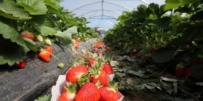 Terre, climat, goût... Qu'est-ce qui rend la fraise de Carros si particulière?