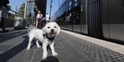 Nice, première ville de France du bien-être canin: les quatre raisons de ce succès