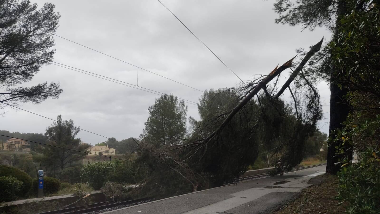 Un arbre tombe sur la voie ferrée, le trafic des trains interrompu entre Saint-Raphaël et Cannes jusqu'à dimanche matin