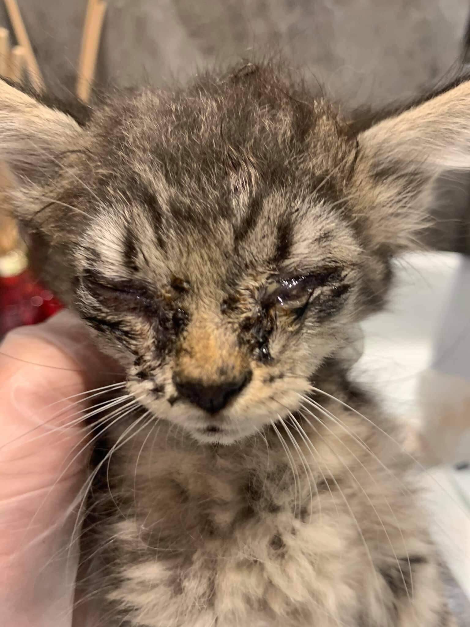 En péril, l'association animale monégasque fait un appel aux dons