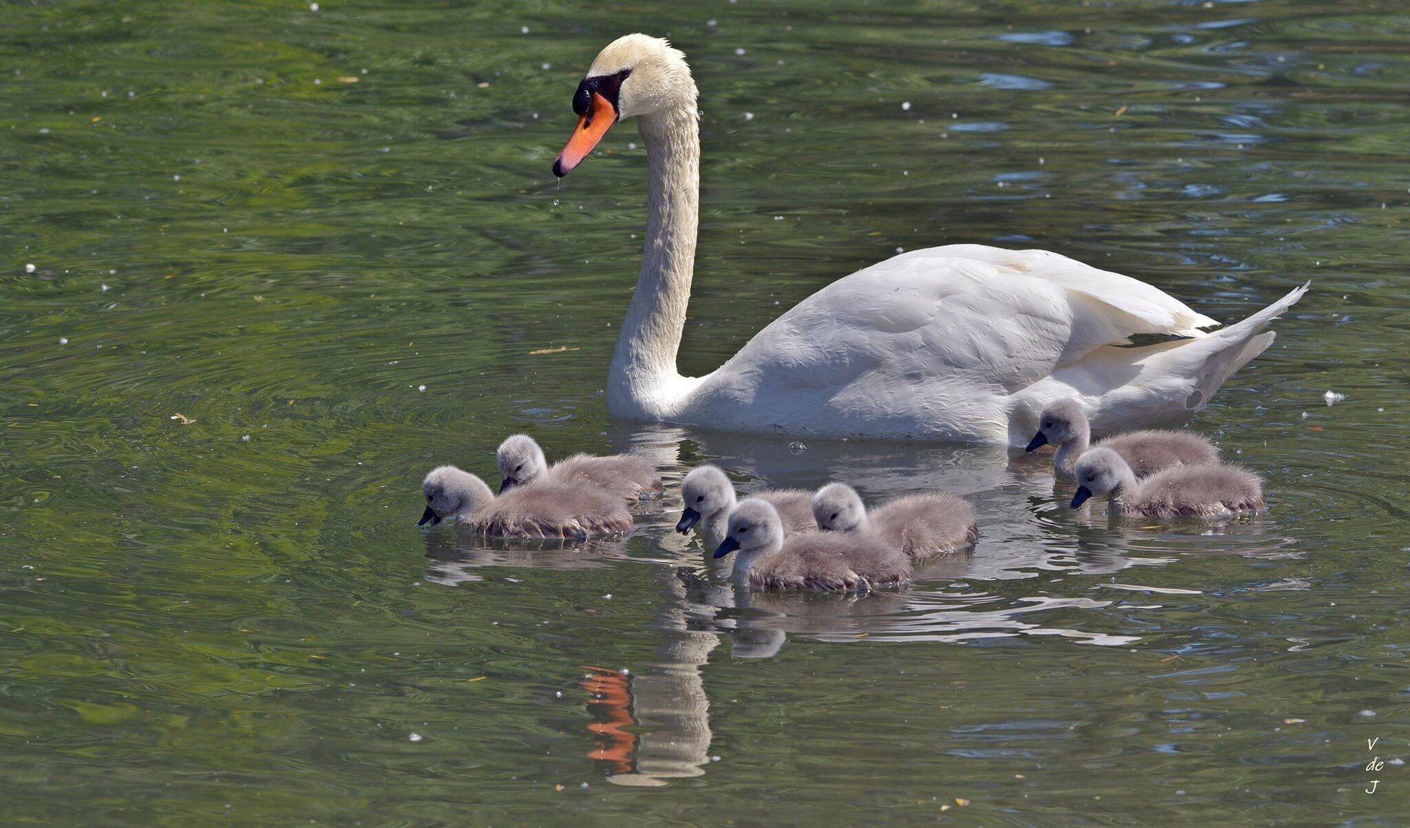 Tu Sais Que Tu Viens De Villeneuve Loubet Sept bébés cygnes aperçus dans le Loup à Villeneuve-Loubet - Nice-Matin