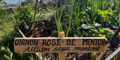 Paysans, jardiniers, chefs cuisiniers et citoyens... ils ont monté un collectif de sauvegarde de l'oignon rose de Menton