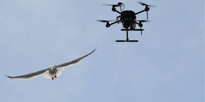 Pourquoi des drones jettent-ils de l'huile végétale sur des nids de goélands à Cannes?