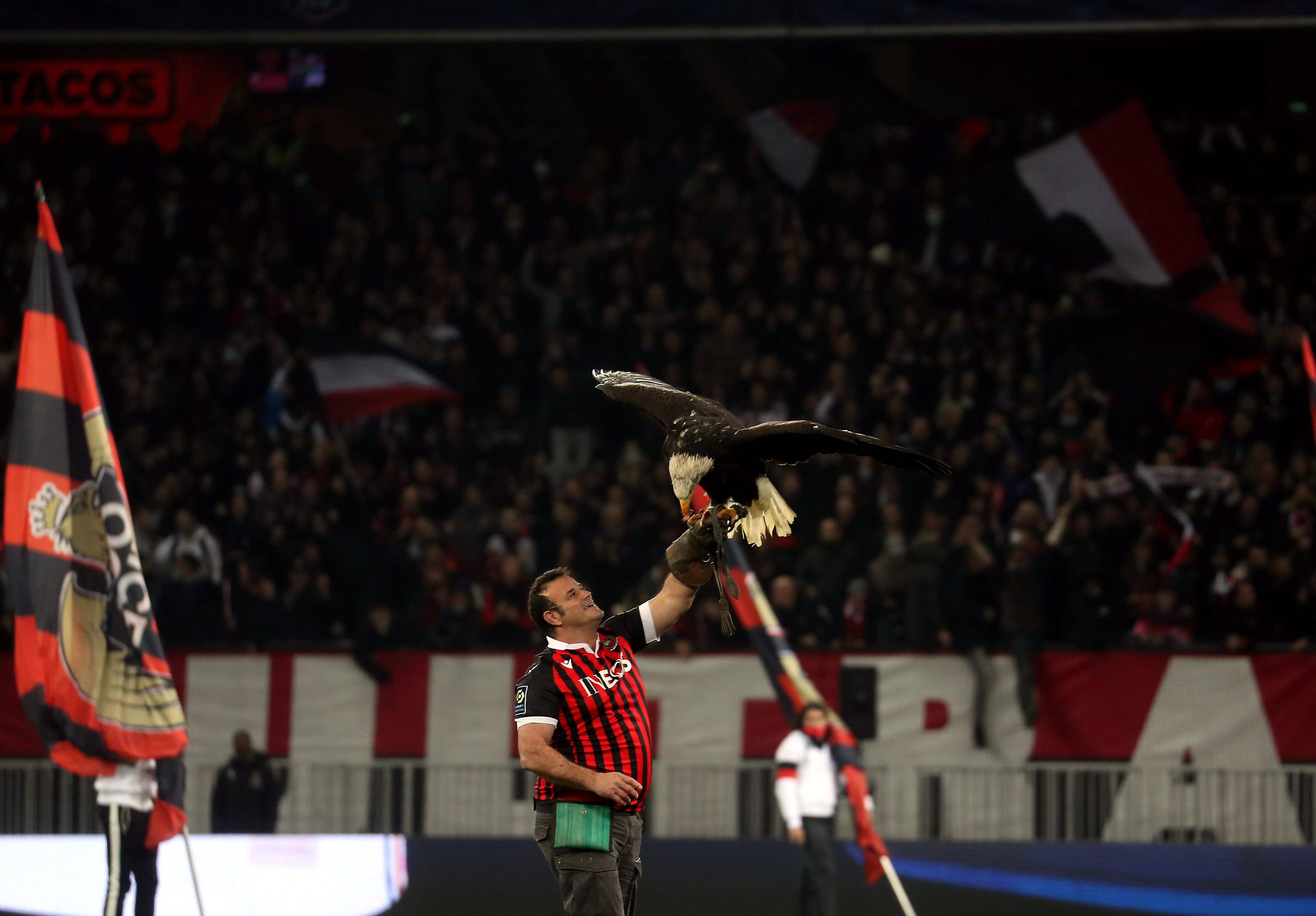 Déplacement en van, passage chez le vétérinaire... 5 choses à savoir sur le voyage de l'aigle Mèfi au Stade de France