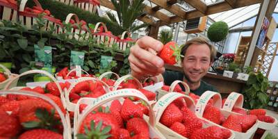 A Hyères, la saison des fraises est (enfin) arrivée... et on vous explique comment les sublimer !