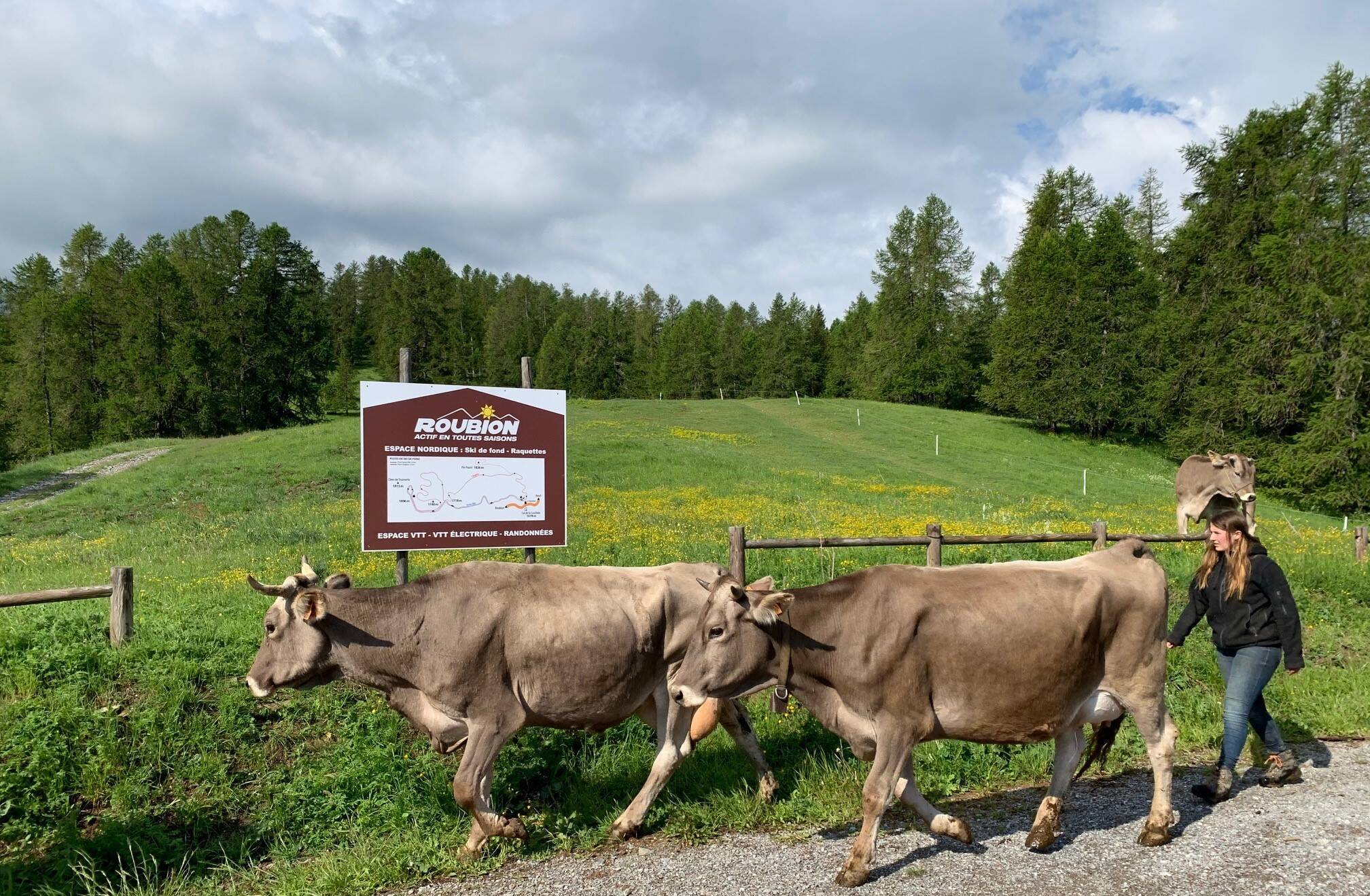Et si vous accompagniez les vaches à l'alpage de Roubion ce dimanche