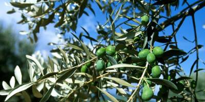 À Grasse, vous pouvez participer au cadastre des oliviers