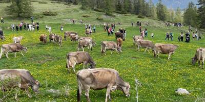 Retour en images sur la première fête de la transhumance des vaches de Roubion