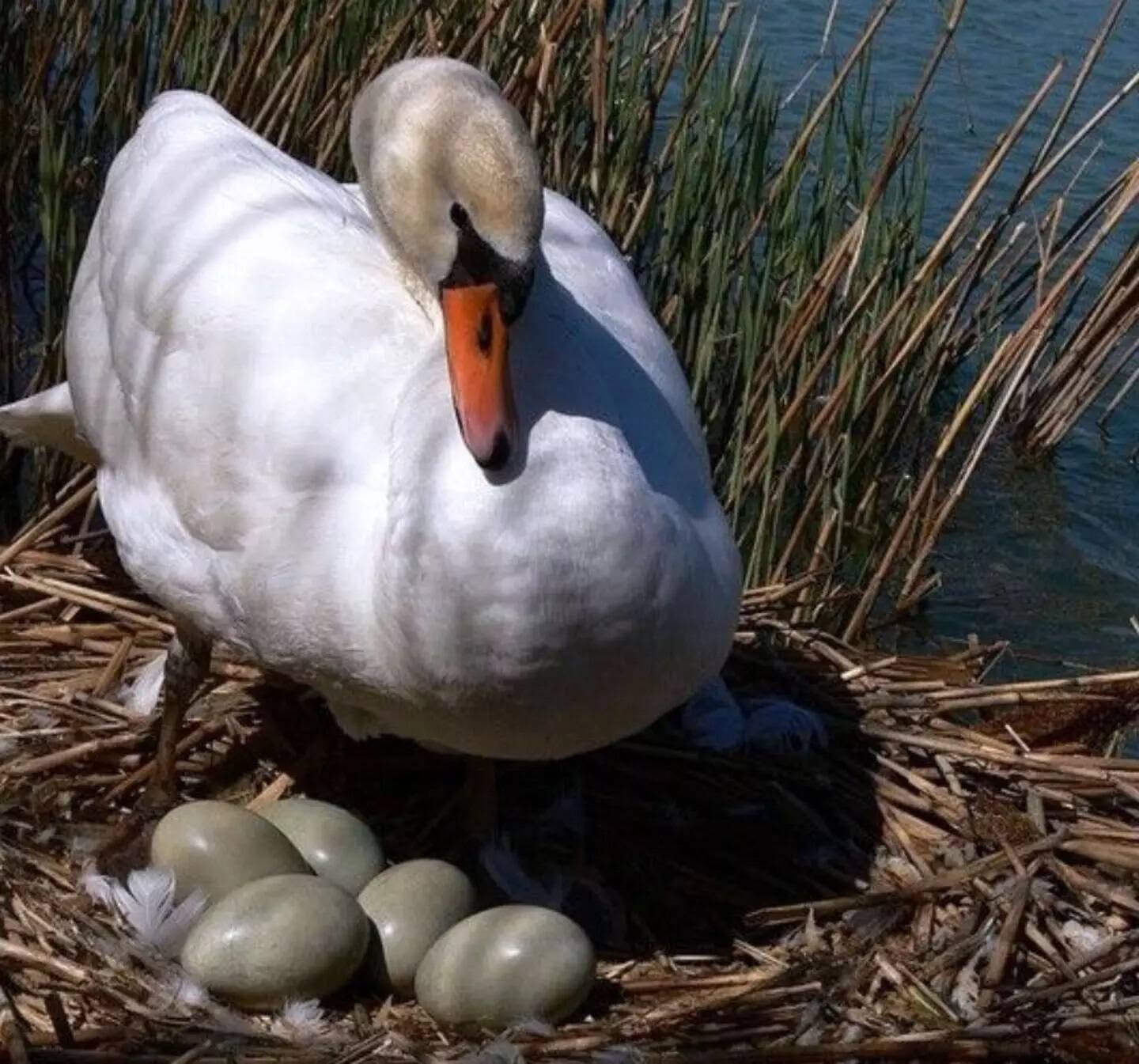 On en sait plus sur l'origine de la mort de la cygne Dupone à Saint-Laurent-du-Var