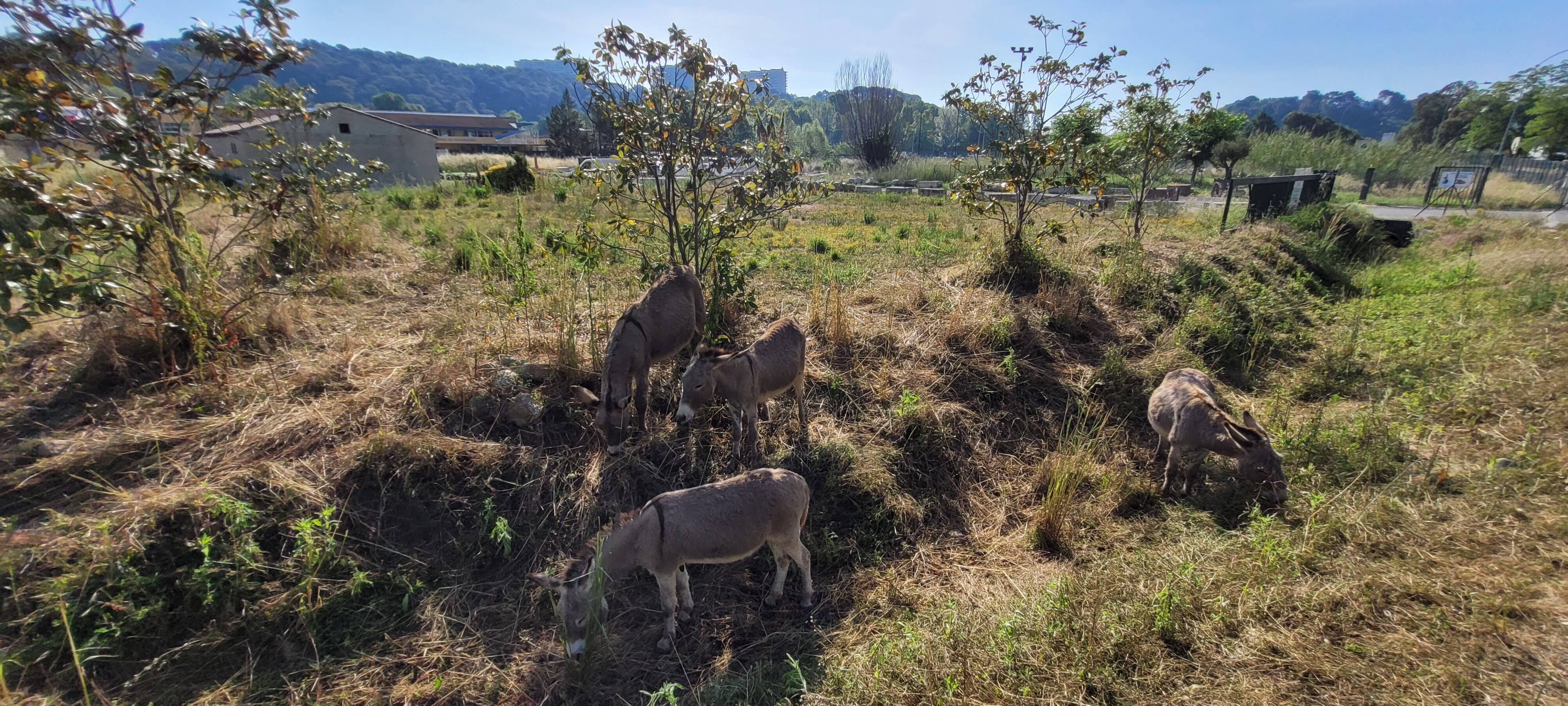 "Une action écologique et sociale": quatre ânes luttent contre les incendies à Villeneuve-Loubet