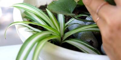 Face à la sécheresse, cette blogueuse vous conseille quelles plantes choisir pour votre intérieur