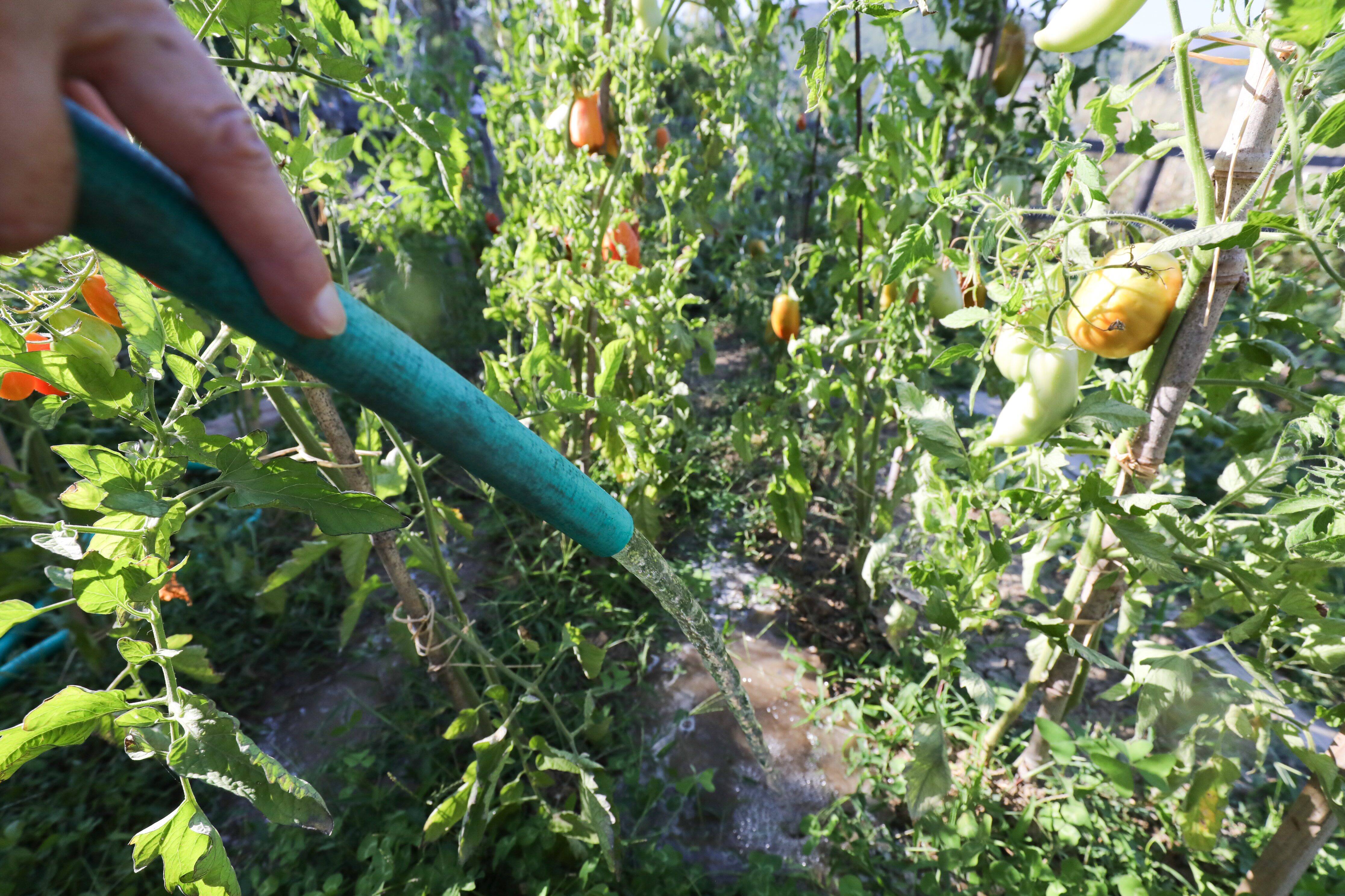Arrosage, piscine, lavage des voitures... Ce que vous pouvez et ne pouvez plus faire dans la Métropole de Nice en raison de la sécheresse