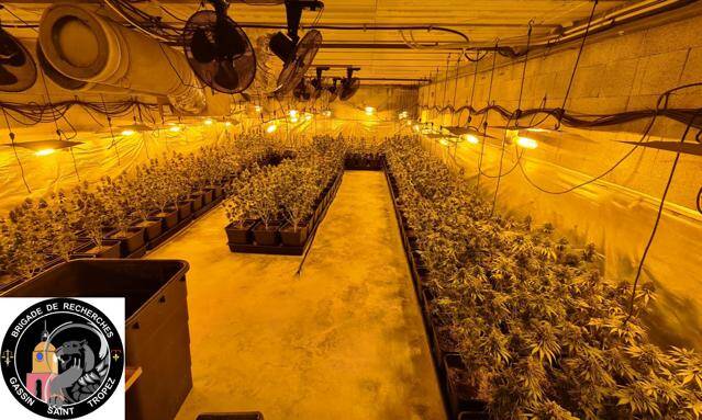 Un an et demi d'enquête, des centaines de pieds de cannabis, 4 interpellations... On en sait plus sur l'énorme saisie réalisée à Fréjus par la gendarmerie